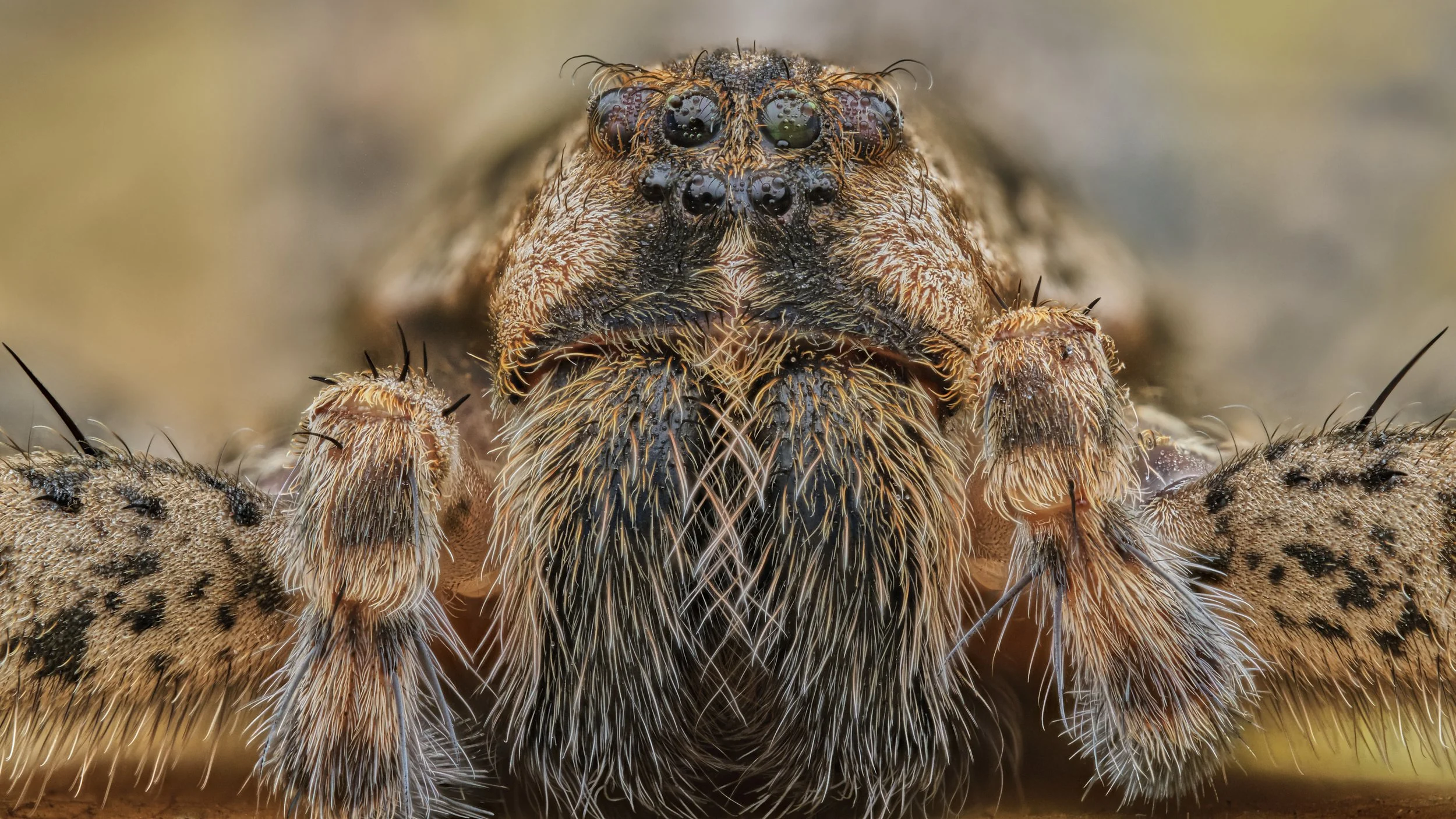 Spiders — AlexMckPhotography